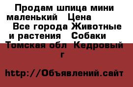 Продам шпица мини маленький › Цена ­ 15 000 - Все города Животные и растения » Собаки   . Томская обл.,Кедровый г.